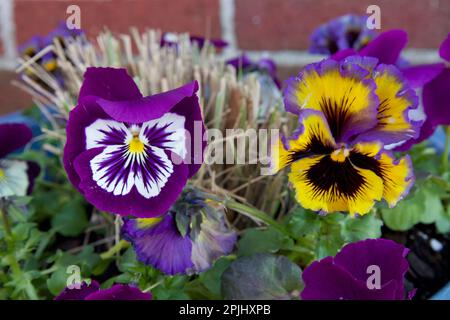 Primo piano di pansies con viola, bianco e giallo. Noto anche come viola e viola. Con sfondo di mattoni rossi. Mostra il bordo del vaso blu. Foto Stock