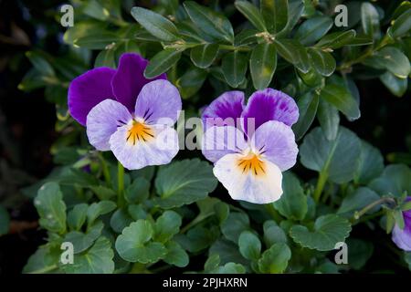 Primo piano di due (2) paessie viola (o viola) e bianche, circondate da foglie verdi. Presa all'inizio della primavera. Noto anche come viola e viola. Foto Stock