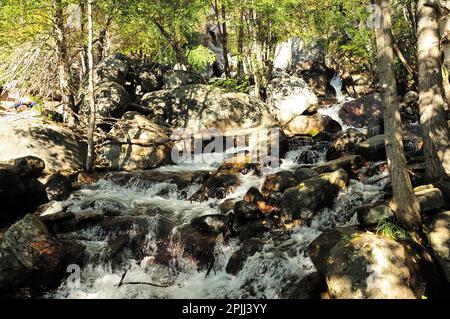 una cascata tempestosa di una cascata a gradini di un fiume di montagna che scorre attraverso la foresta autunnale in prima serata. AK-Karum fiume, Altai, Siberia, Ru Foto Stock