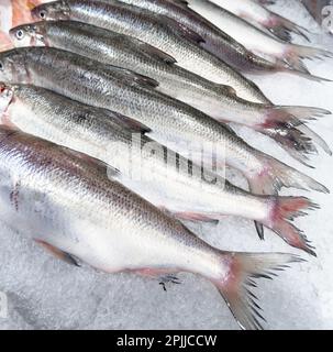 Pesce bianco crudo su ghiaccio. Pesce fresco in vendita nel ristorante di pesce mercato. Congelare su ghiaccio per la vendita al mercato di mare di freschezza Foto Stock
