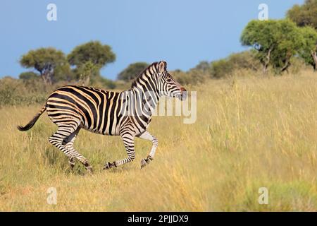 Una zebra pianeggiante (Equus burchelli) che corre in prateria, Sud Africa Foto Stock