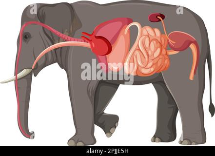 Concetto di anatomia dell'elefante per l'illustrazione di educazione scientifica Illustrazione Vettoriale