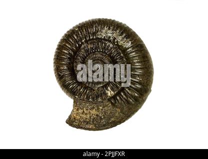 Conchiglia di ammonite fossilizzata, Dactilioceras, campione fossile isolato su fondo bianco Foto Stock