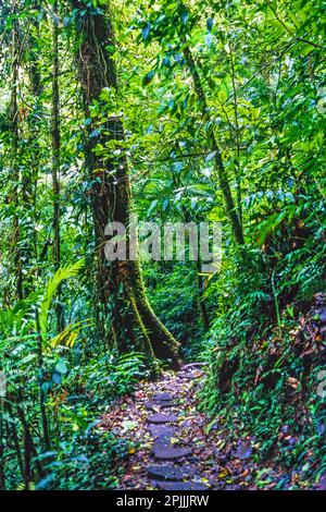 Sentiero in una foresta pluviale con vegetazione lussureggiante Foto Stock