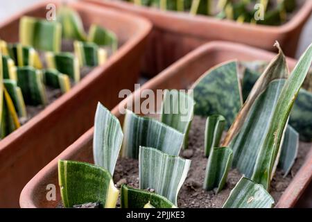 Sanseviera bianco serpente pianta bantels sensazione propagazione in pentole Foto Stock