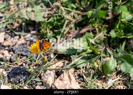 Piccola farfalla di rame sparata in viola primo piano seduta su un fiore giallo su uno sfondo sfocato Foto Stock