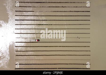 Francia, Bretagna, Saint-Meloir-des-Ondes il 2022-06-15. Relazione sulla famiglia Boutrais, azienda di ostriche, allevamento ostriche nel Mont Saint-Mah Foto Stock