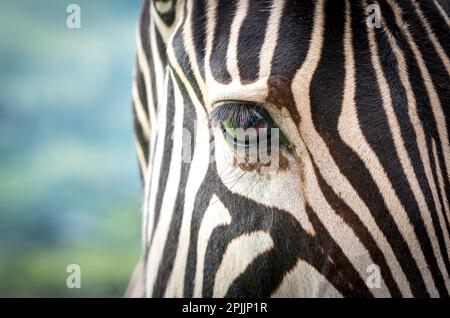 Zebra occhio primo piano o macro che mostra un volto pieno di strisce nel selvaggio del Sud Africa concetto astratto natura Foto Stock