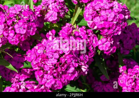 Fiore viola con ombrello infiorescenza e profumo intenso - perenne garofano turco, fuoco selettivo Foto Stock