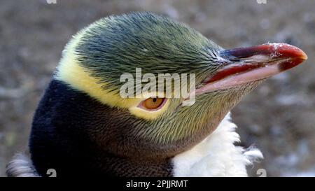 Pinguino giallo - antipodi Megadyptes - Foto Stock