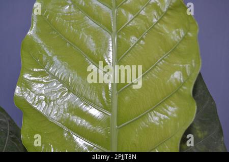 Vista delle giovani foglie della pianta ornamentale di antanio a foglia larga Foto Stock