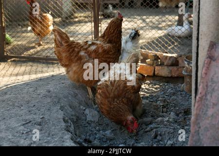 Due belle galline in cortile. Animali domestici Foto Stock