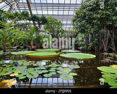 Stagno con belle piante di ninfee in serra Foto Stock