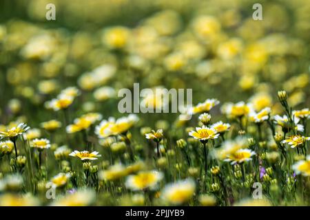 Fiori selvatici nella California Valley Foto Stock