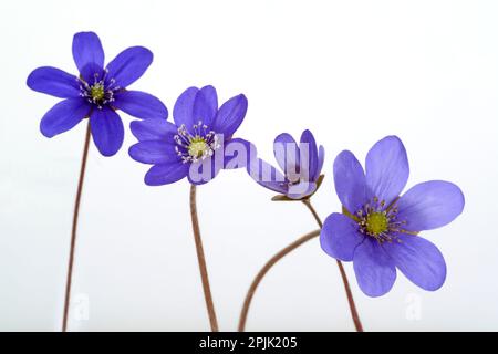 Quattro hepaticas su sfondo bianco Foto Stock