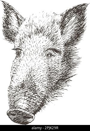 Cinghiale o maiale selvatico, disegnato a mano, illustrazione vettoriale Illustrazione Vettoriale