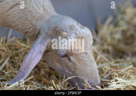 Primo piano sulla testa di una pecora bianca che mangia paglia in un fienile Foto Stock