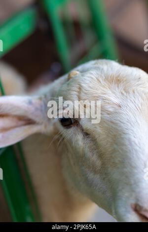 Primo piano sulla testa di una pecora bianca che mangia paglia in un fienile Foto Stock