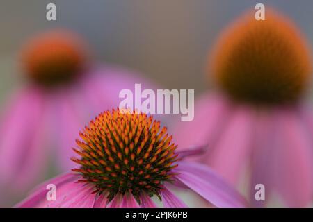 Vista ravvicinata di tre fiori (echinacea) con petali rosa in piena fioritura - focalizzazione su un fiore in primo piano Foto Stock