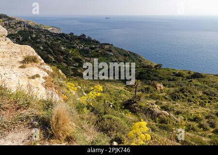 Dingli scogliere, Malta. 23rd Mar, 2023. Con i loro 250 m di altitudine, le scogliere di Dingli costituiscono il punto più alto di Malta. Foto Stock