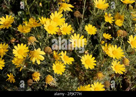 Dingli scogliere, Malta. 23rd Mar, 2023. Le margherite della corona gialla sono molto comuni sulle scogliere di Dingli a Malta. Foto Stock