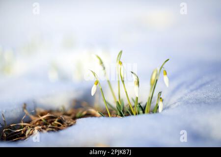 Galanthus nivalis, la snowdrop o snowdrop comune, è la più conosciuta e più diffusa del 20 specie nel suo genere, Galanthus. Foto Stock