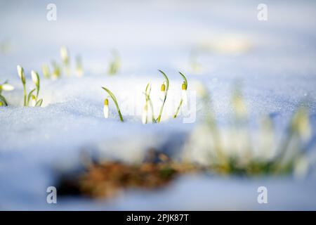 Galanthus nivalis, la snowdrop o snowdrop comune, è la più conosciuta e più diffusa del 20 specie nel suo genere, Galanthus. Foto Stock