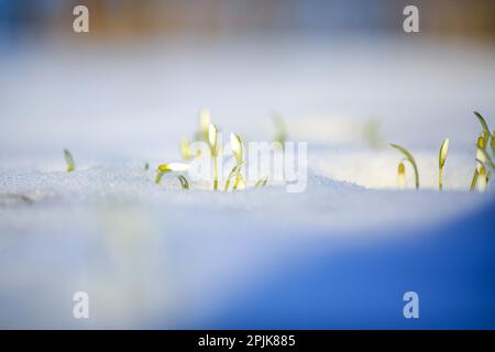 Galanthus nivalis, la snowdrop o snowdrop comune, è la più conosciuta e più diffusa del 20 specie nel suo genere, Galanthus. Foto Stock