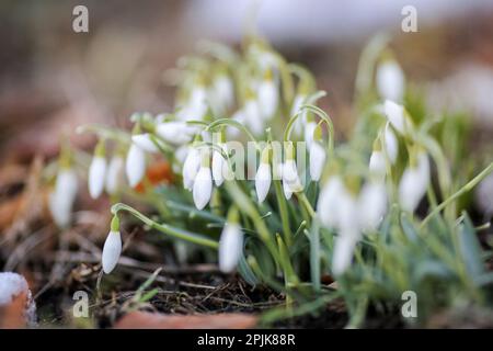 Galanthus nivalis, la snowdrop o snowdrop comune, è la più conosciuta e più diffusa del 20 specie nel suo genere, Galanthus. Foto Stock