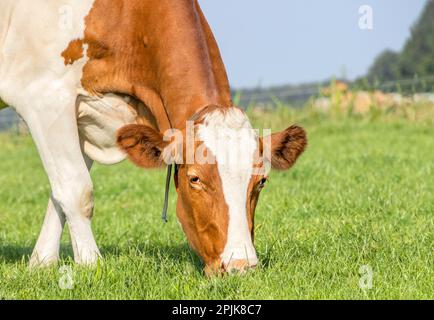 Mucca faccia pascolo, primo piano mangiare lame di erba, rosso e bianco, in un pascolo verde, primo piano di una testa, basso Foto Stock