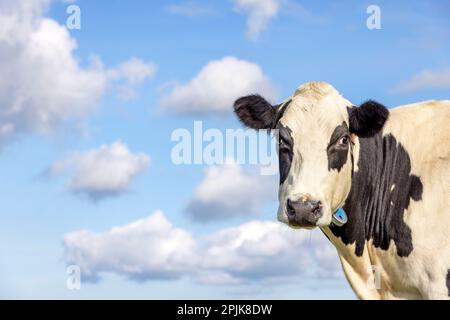 Dolce mucca sognante, bianco e nero bello sguardo, di fronte a un cielo blu e nuvola bianca Foto Stock