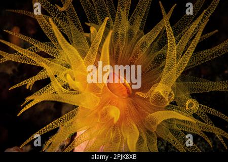 Un corallo di coppa arancione vibrante isolato su uno sfondo nero. Tubastraea coccinea. Foto Stock