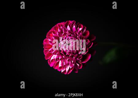 Immagine ravvicinata di un crisantemo rosa-rossastro scuro isolato su sfondo nero. Foto Stock