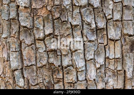 Vista in primo piano di dipterocarpus alatus albero tropicale corteccia, Thailandia - sfondo naturale con motivo textured grafico Foto Stock