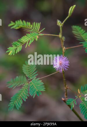 Primo piano di fiori rosa viola e verde brillante fogliame di mimosa pudica aka pianta sensibile, di vergella o di touch-me-non crescere all'aperto Foto Stock