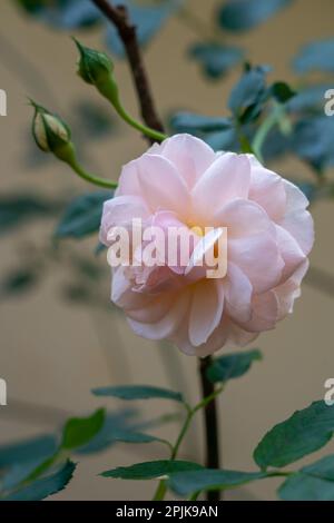 Primo piano verticale della delicata rosa rosa rosa cremosa in fiore con germogli e fogliame isolati all'aperto Foto Stock