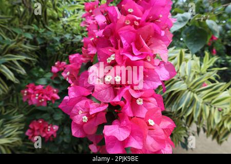 Primo piano del gruppo di fiori viola di Bougainvillea (Bougainvillea spectabilis) con i piccoli fiori bianchi all'interno del giardino. Foto Stock