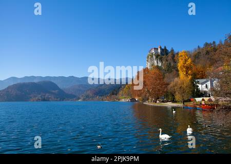 Il castello di Bled è costruito sulla cima di una scogliera che domina il lago di Bled, situato a Bled. Foto Stock