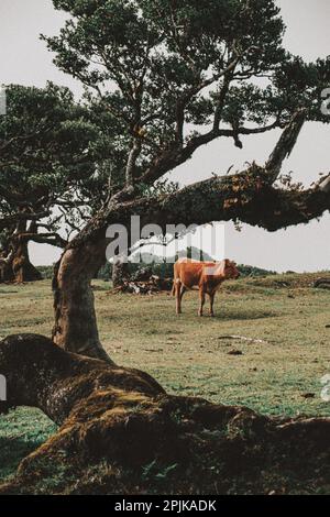 L'immagine trasmette la forza, la stabilità e la resilienza del sistema di radice dell'albero, simbolizzando l'importanza di una solida base per la crescita Foto Stock