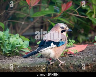 Uccello eurasiatico Jay, Garrulus landarius arroccato su muro di mattoni in giardino, Paesi Bassi Foto Stock