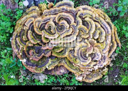 Trametes versicolor – conosciuto anche come Coriolus versicolor e Polyporus versicolor Foto Stock