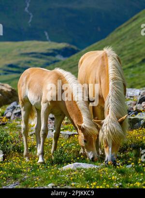 Cavallo Haflinger sul suo pascolo di montagna (Shieling) nelle Alpi Otztal (Obergurgl, Rotmoostal). Austria, Tirolo Foto Stock