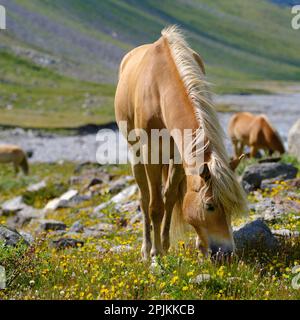 Cavallo Haflinger sul suo pascolo di montagna (Shieling) nelle Alpi Otztal (Obergurgl, Rotmoostal). Austria, Tirolo Foto Stock