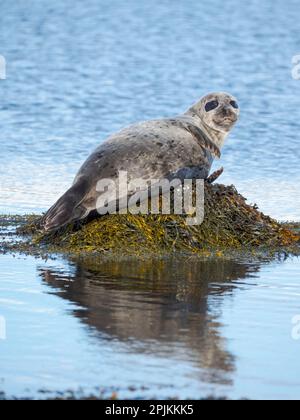 Foca del porto vicino a Djupavik in Islanda. I Westfjords (Vestfirdir) nella regione Strandir. Europa, Islanda Foto Stock