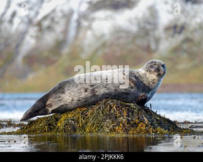 Foca del porto vicino a Djupavik in Islanda. I Westfjords (Vestfirdir) nella regione Strandir. Europa, Islanda Foto Stock