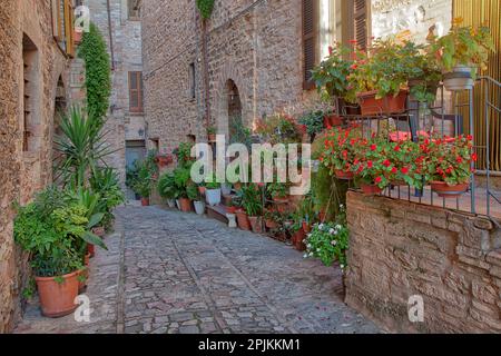Italia, Umbria. Vista panoramica a Spello, borgo fiorito e pittoresco. Foto Stock