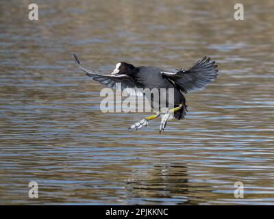 Coot arriva a terra - Action Shot Foto Stock