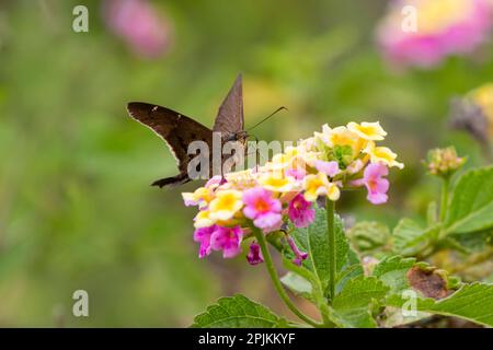 Nettaring marrone a coda lunga a fiori di lantana Foto Stock