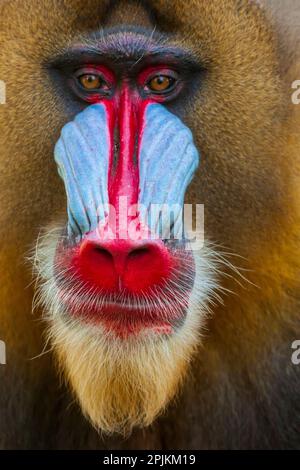 Primo piano della faccia di un mandrill (Mandrillus sfinge). Prigioniero. Foto Stock