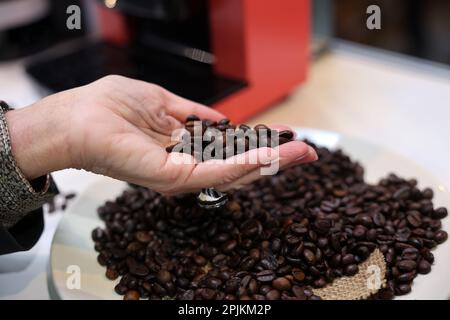 Il barista verifica la qualità dei chicchi di caffè prima di versarli nella macchina da caffè Foto Stock